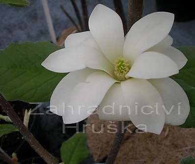 šácholan - Magnolia cordata 'Gold Star'