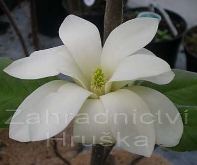 šácholan - Magnolia cordata 'Gold Star'