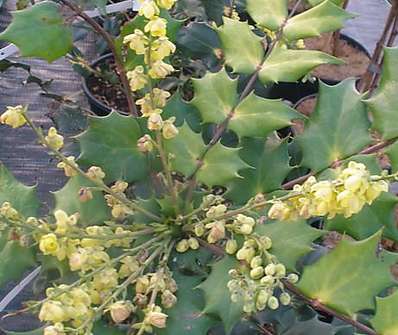 mahonie - Mahonia japonica 'Hivernant'