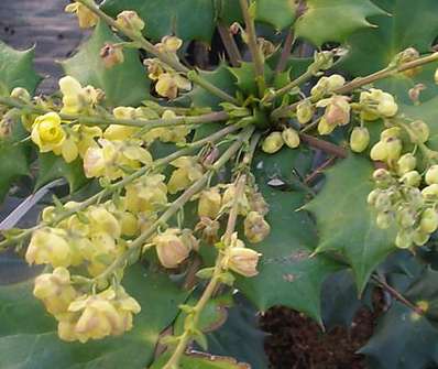 mahonie - Mahonia japonica 'Hivernant'