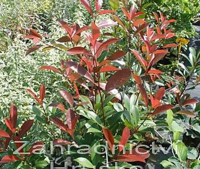 blýskavka - Photinia fraseri 'Red Robin'