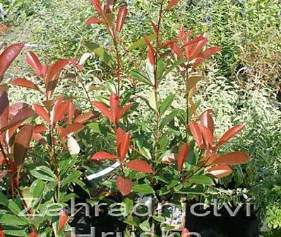 blýskavka - Photinia fraseri 'Red Robin'