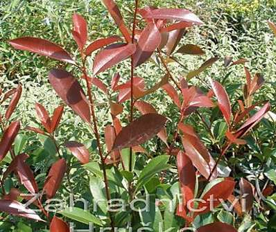 blýskavka - Photinia fraseri 'Red Robin'