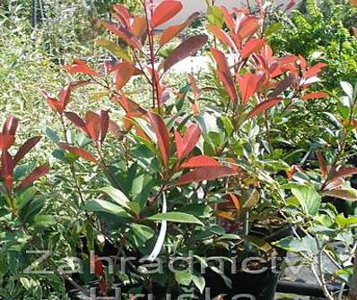 blýskavka - Photinia fraseri 'Red Robin'