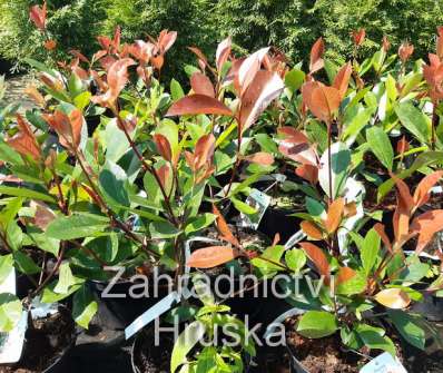 blýskavka - Photinia fraseri 'Red Robin'