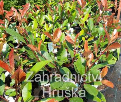 blýskavka - Photinia fraseri 'Red Robin'