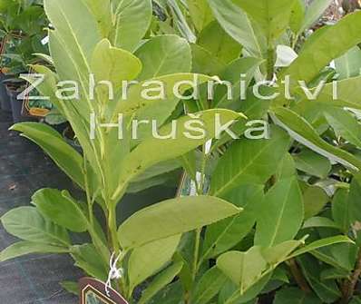bobkovišeň - Prunus laurocerasus 'Rotundifolia'