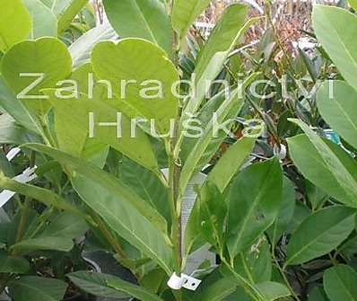 bobkovišeň - Prunus laurocerasus 'Rotundifolia'