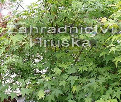 javor - Acer palmatum