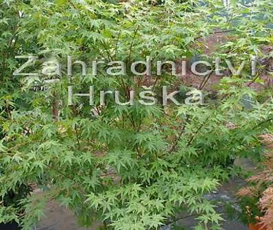 javor - Acer palmatum