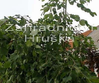 olše - Alnus incana 'Pendula'