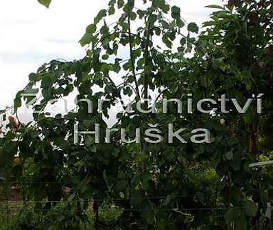 olše - Alnus incana 'Pendula'