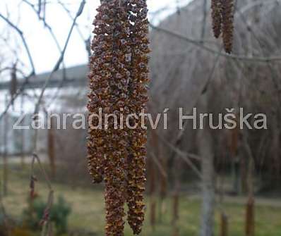 olše - Alnus incana 'Pendula'