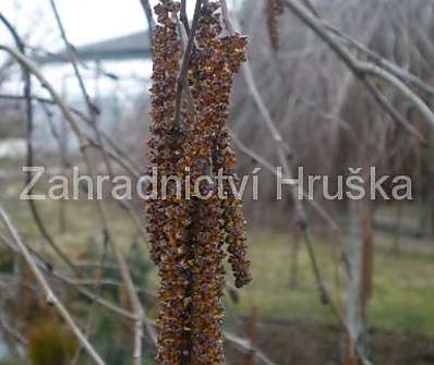 olše - Alnus incana 'Pendula'
