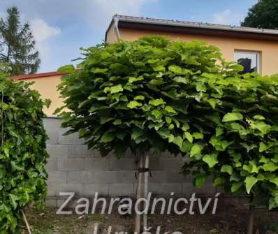 katalpa - Catalpa bignoides 'Nana'