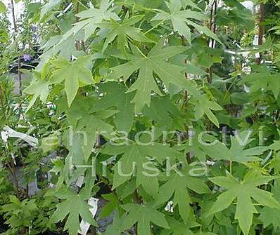 ambroň - Liquidambar styraciflua 'Worplesdon'