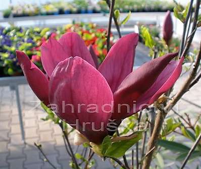 šácholan - Magnolia liliflora 'Nigra'.