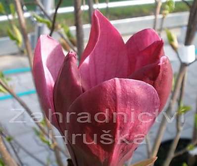 šácholan - Magnolia liliflora 'Nigra'.