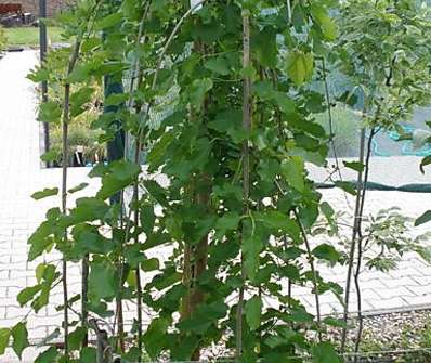 morušovník - Morus alba 'Pendula'