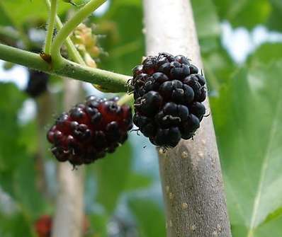 morušovník - Morus alba 'Pendula'