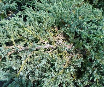 jalovec - Juniperus squamata 'Blue Carpet'