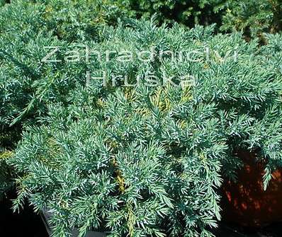 jalovec - Juniperus squamata 'Blue Carpet'
