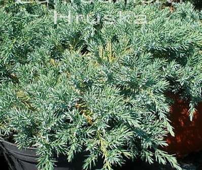 jalovec - Juniperus squamata 'Blue Carpet'