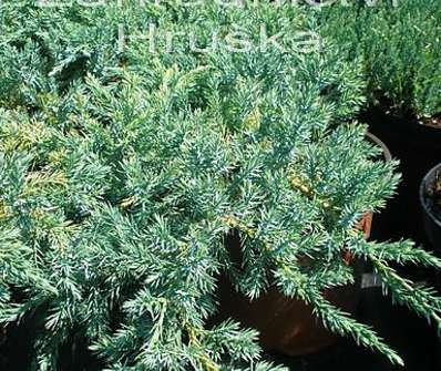 jalovec - Juniperus squamata 'Blue Carpet'