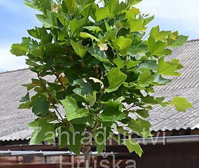 platan - Platanus acerifolia 'Alphens Globe'