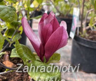 šácholan - Magnolia liliflora 'Nigra'