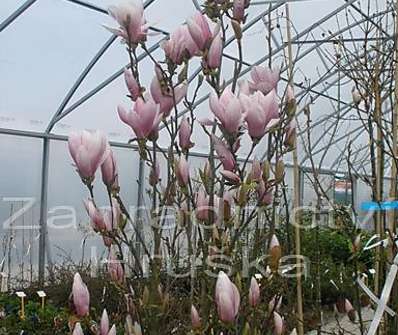 šácholan - Magnolia soulangeana...