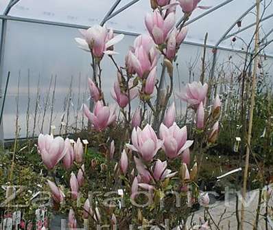 šácholan - Magnolia soulangeana...
