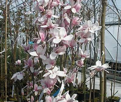 šácholan - Magnolia soulangeana...