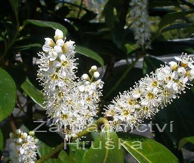 bobkovišeň - Prunus laurocerasus 'Novita'