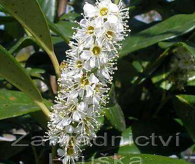 bobkovišeň - Prunus laurocerasus 'Novita'