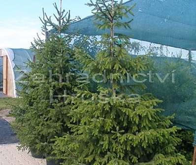 smrk - Picea omorika...