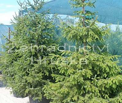 smrk - Picea omorika...