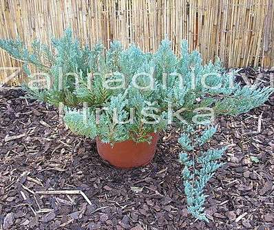 jalovec - Juniperus horizontalis 'Blue Chip'