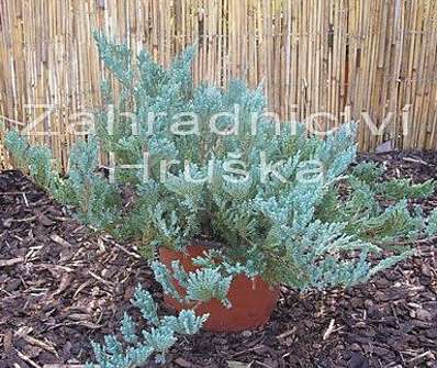 jalovec - Juniperus horizontalis 'Blue Chip'