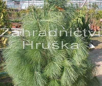 borovice - Pinus walichiana