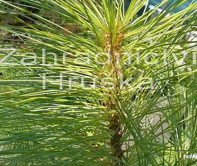 borovice - Pinus walichiana