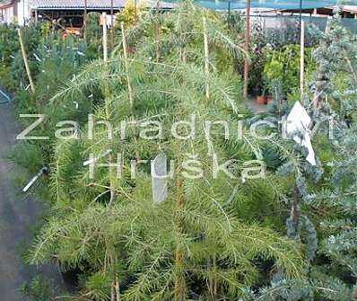 cedr - Cedrus deodara.