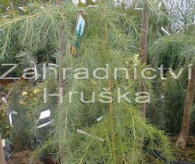 cedr - Cedrus deodara.