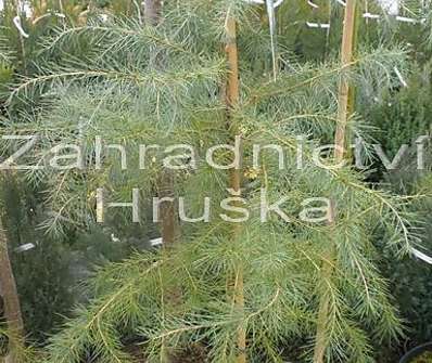cedr - Cedrus deodara.