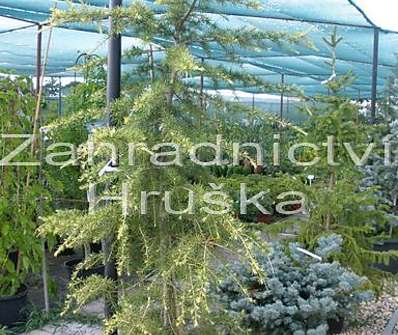 cedr - Cedrus deodara 'Aurea'.