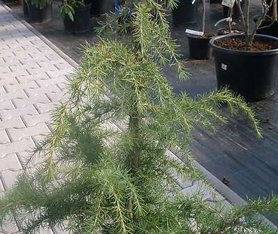 cedr - Cedrus deodara 'Aurea'