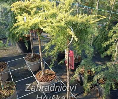cedr - Cedrus deodara 'Lime Glow'