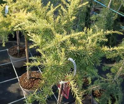cedr - Cedrus deodara 'Lime Glow'