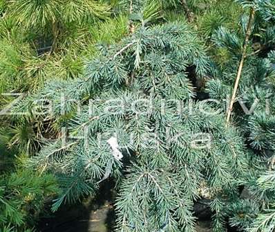 cedr - Cedrus deodara 'Feelin Blue'KM