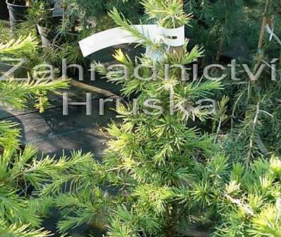 cedr - Cedrus deodara 'Golden Horizon'.